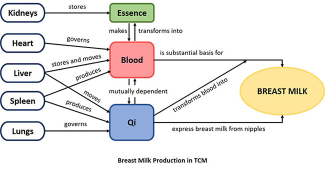 Breast production in TCM